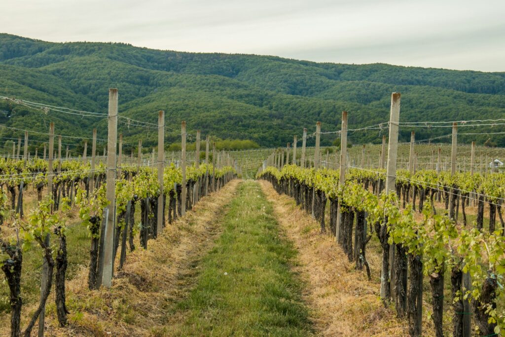 traktori za vinogradarstvo