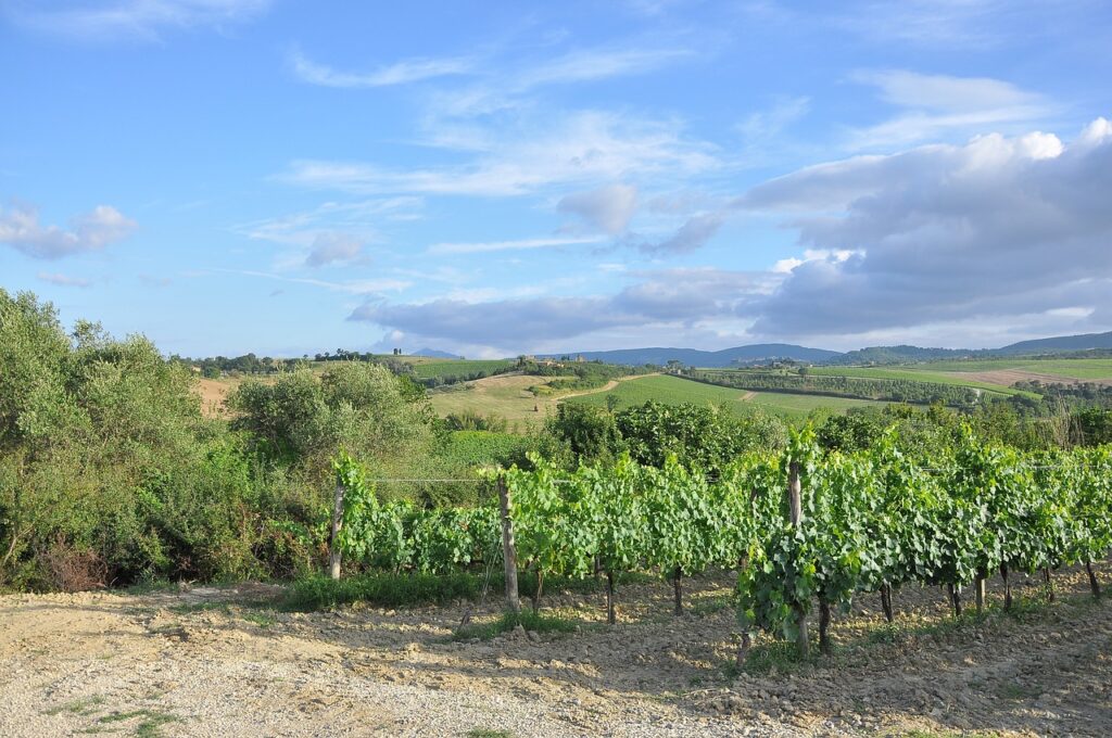 Priprema vinograda za zimu ključan je korak u vinogradarstvu koji osigurava zdravlje loze i optimalan prinos u narednoj sezoni.
